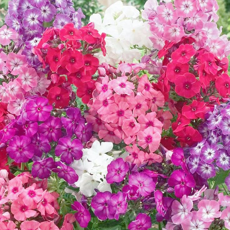 Annual Phlox Seeds - Dwarf Mix