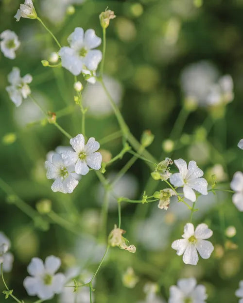 Babys Breath Seeds - Mixed