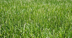 freshly mowed, lush lawn of Tall Fescue

