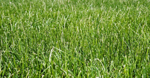 freshly mowed, lush lawn of Tall Fescue

