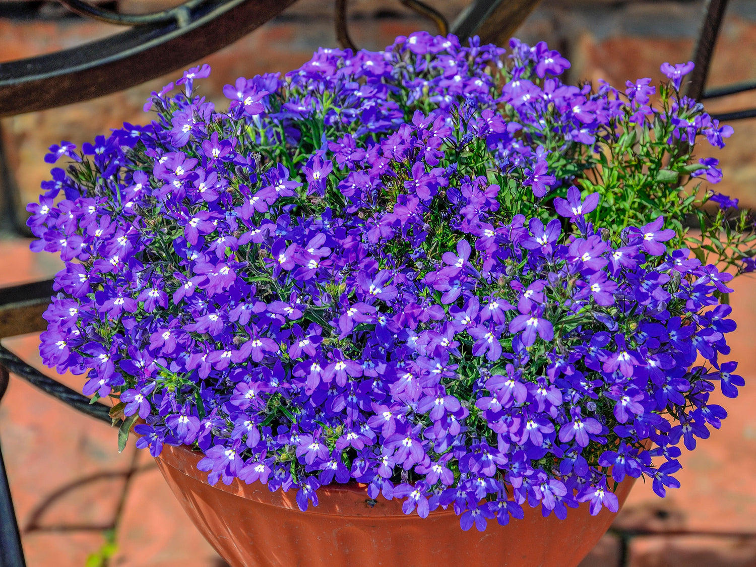 Trailing Sapphire Lobelia