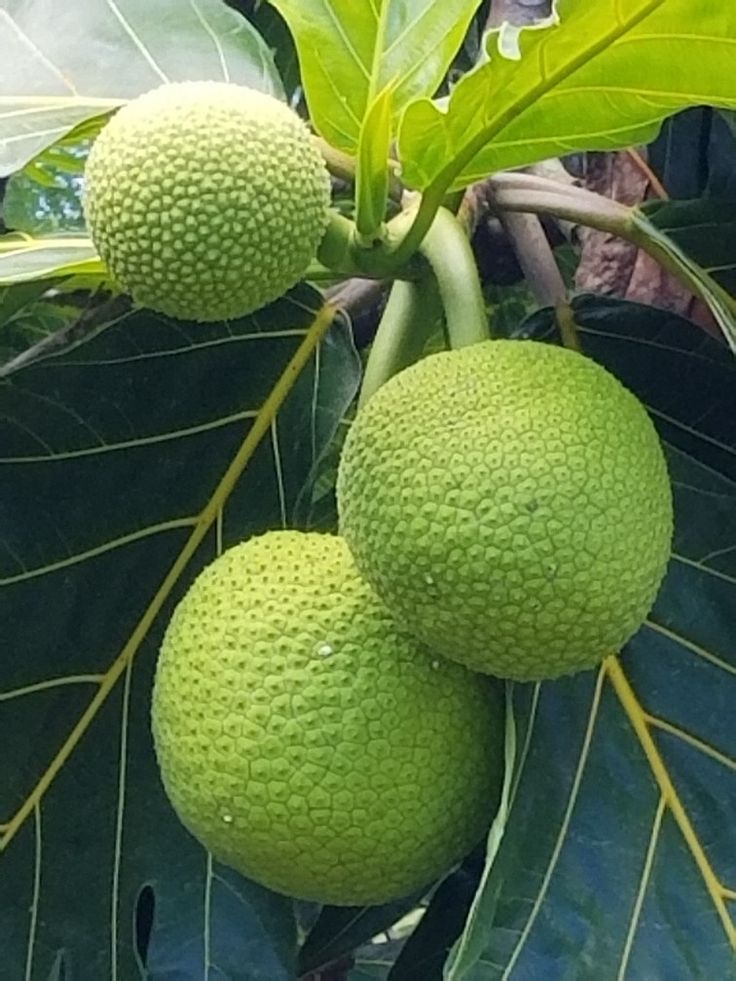 African Breadfruit (Treculia africana) Seeds