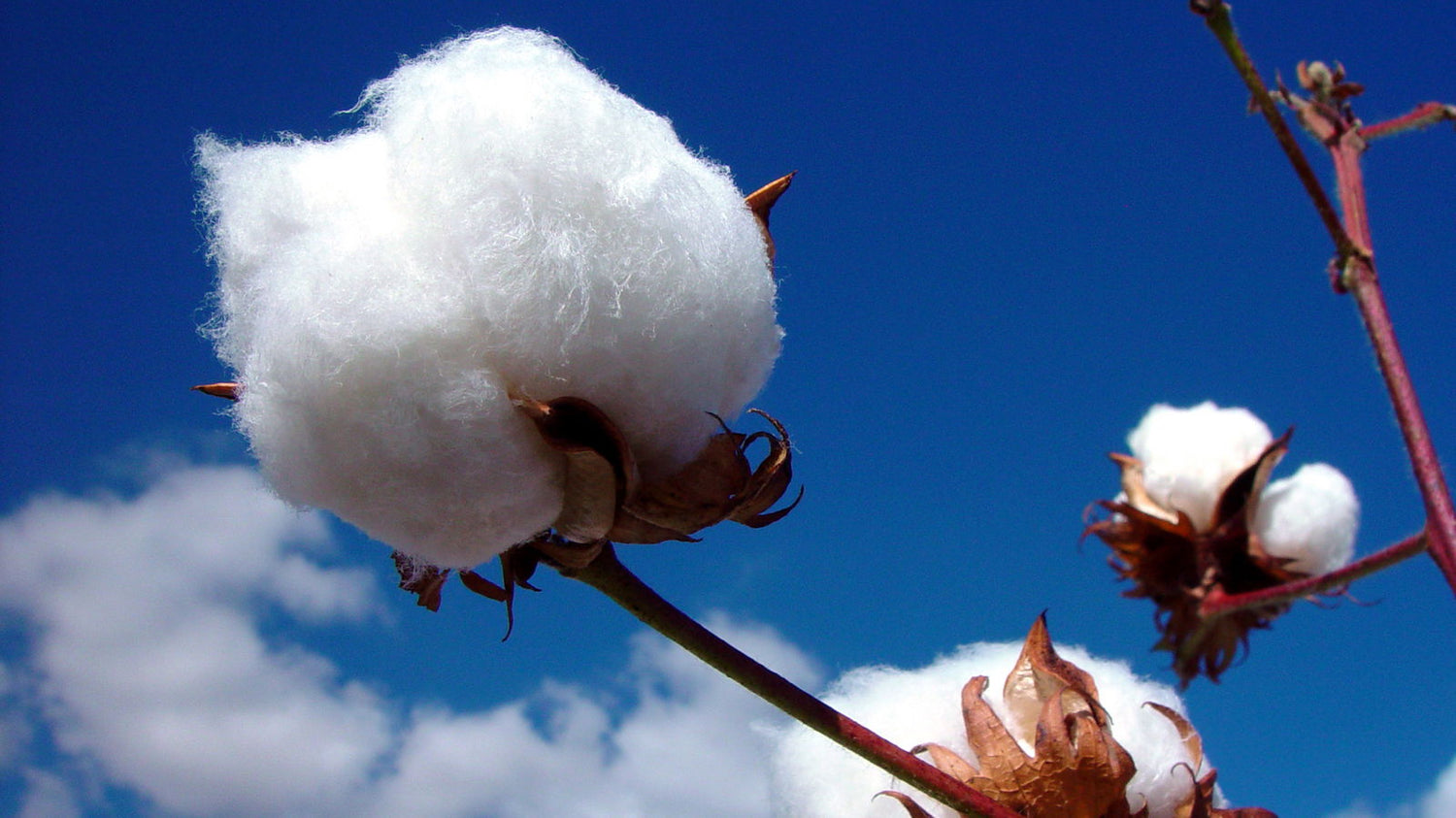 KVITER  White Cotton Seeds