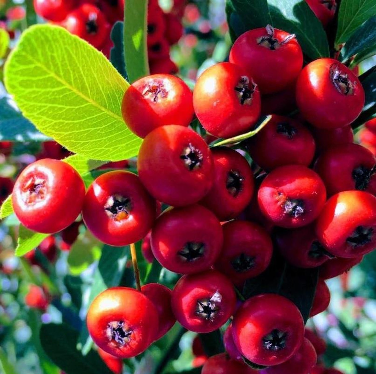 Pyracantha Coccinea Seeds