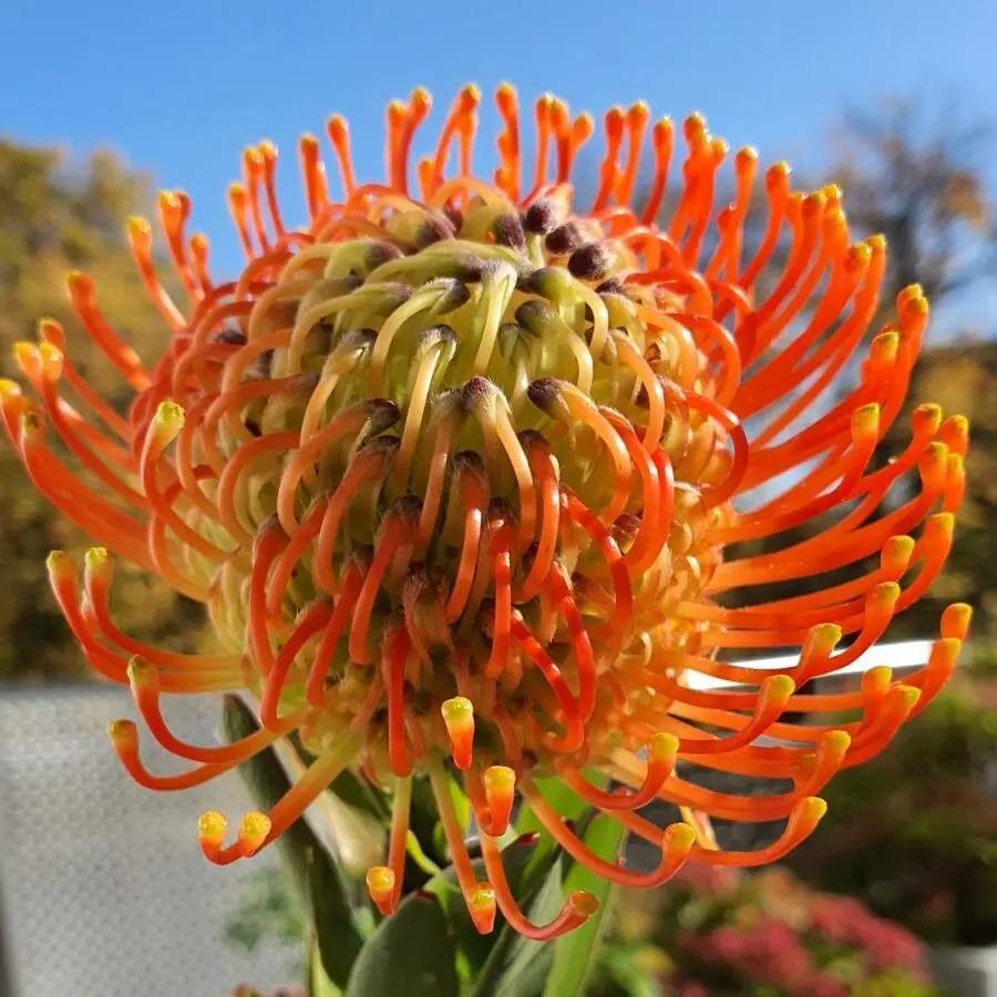 perennial-heirloom-non-gmo-leucospermum-cordifolium-seeds

