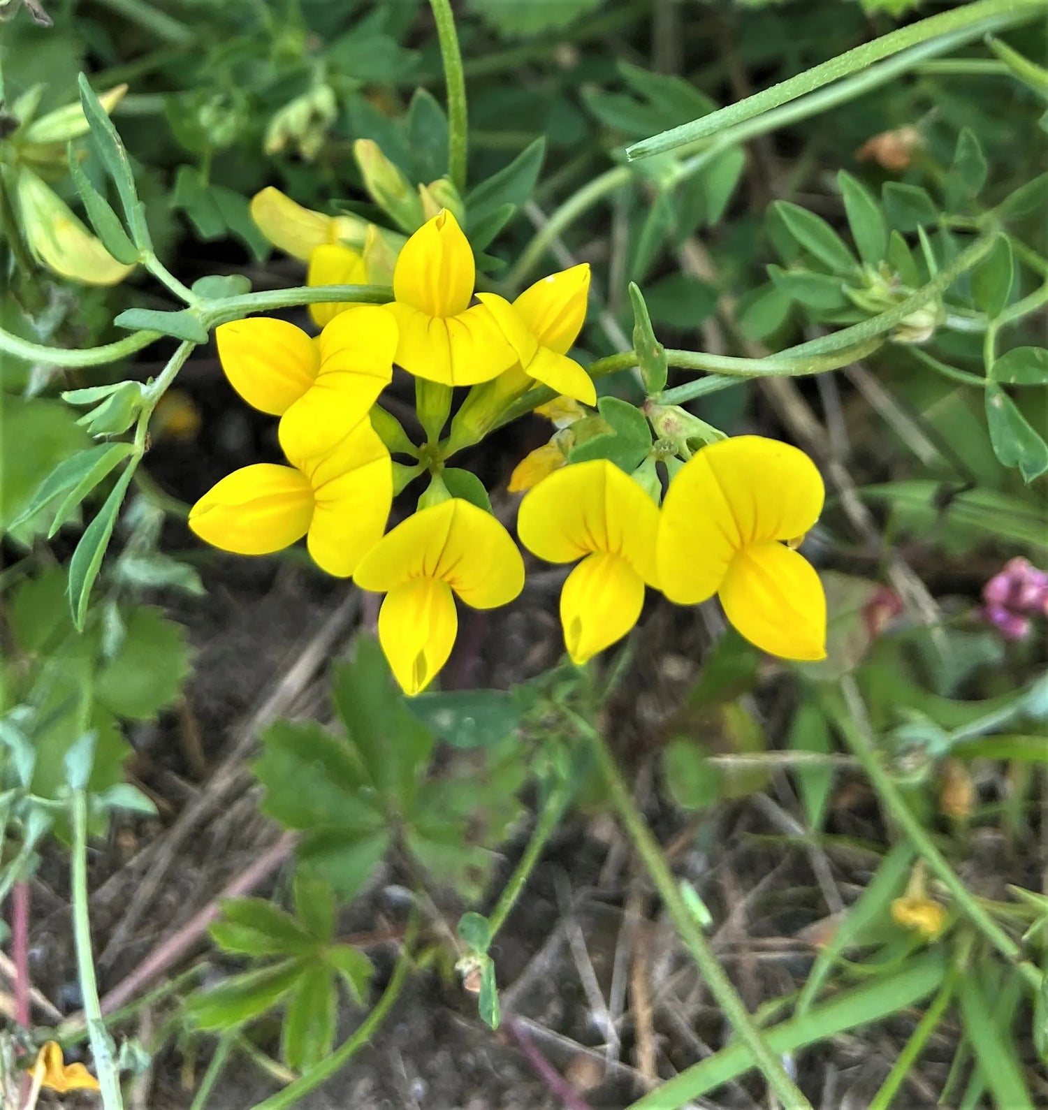 Birdsfoot Trefoil Seeds