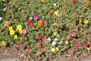 sunny rock garden decorated with yellow moss rose groundcover

