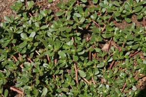 garden bed densely planted with Portulak greens

