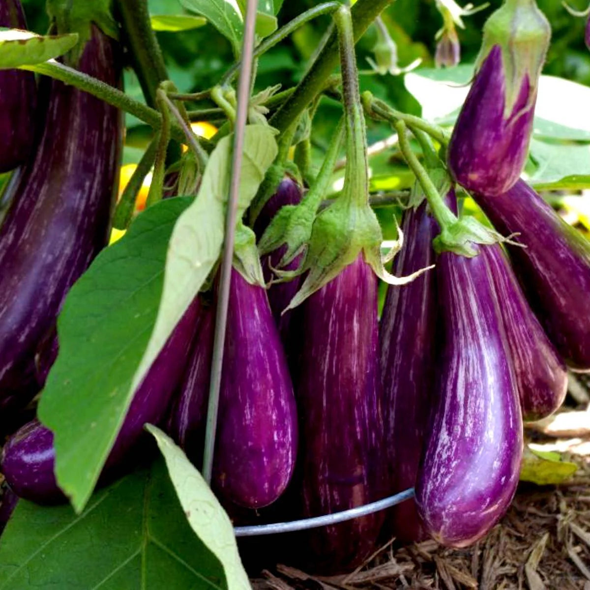 Eggplant Aubergine Vegetable Seeds for Planting