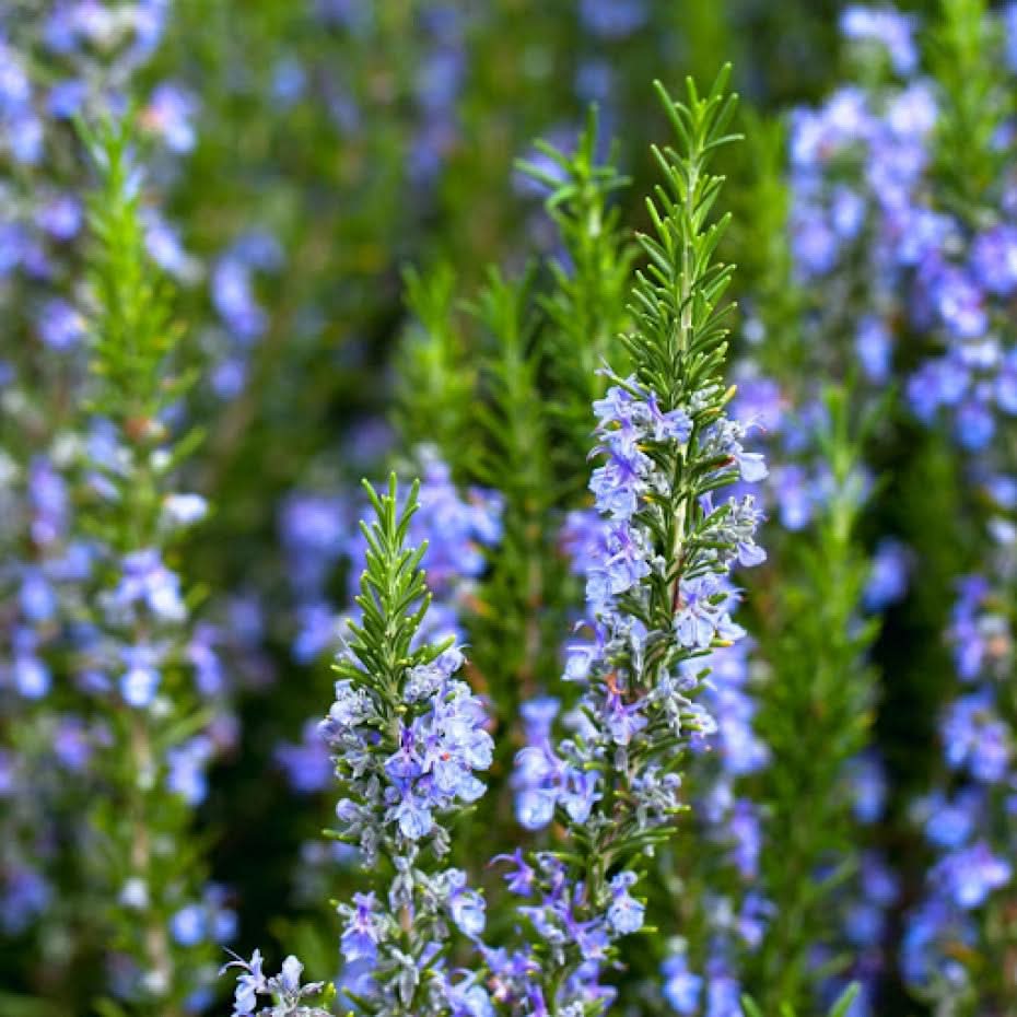 Tuscan Blue Rosemary Herb Seeds for Planting Scientific Name Placeholder for planting in home garden