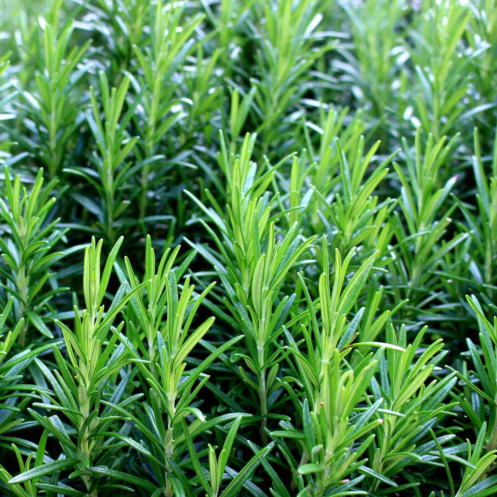 Trling Irene Rosemary Herb Plant Seeds for Fragrant and Flavorful Gardens – Fresh Herb for Your Garden