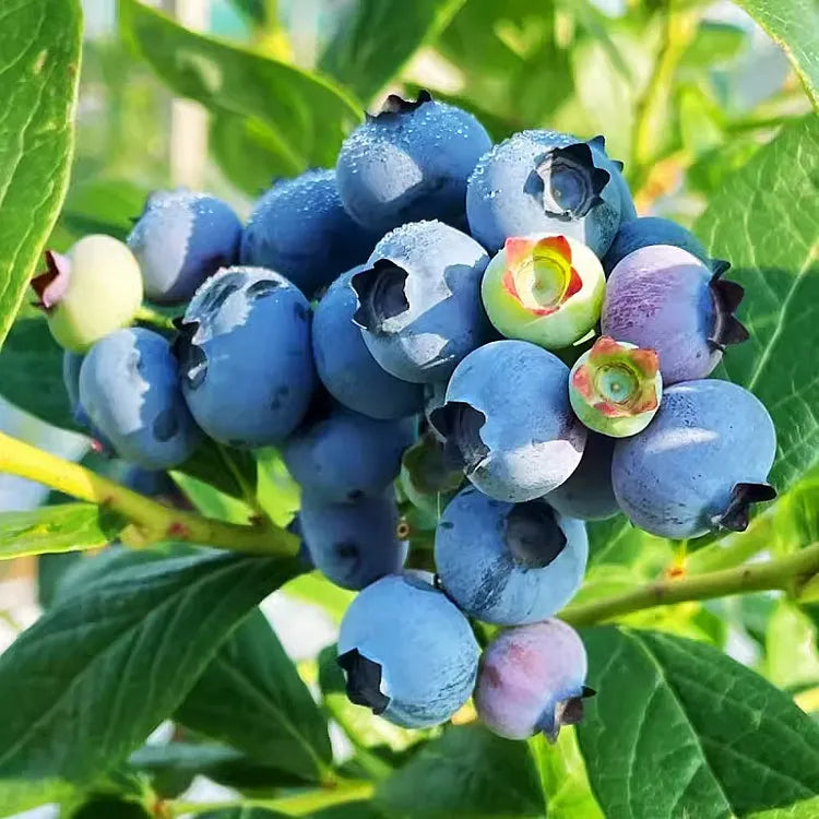 Giant Blueberry Fruit Seeds for Planting - Larger and Sweeter Berries for Berry Lovers, Heirloom Seeds