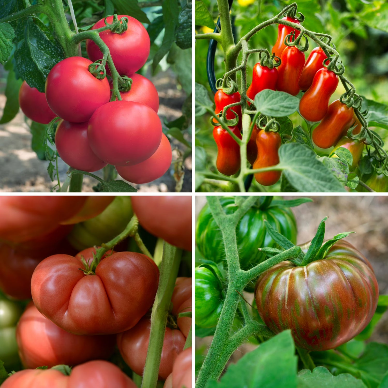 Giant Heirloom Tomato Seeds for Garden and Greenhouse Planting