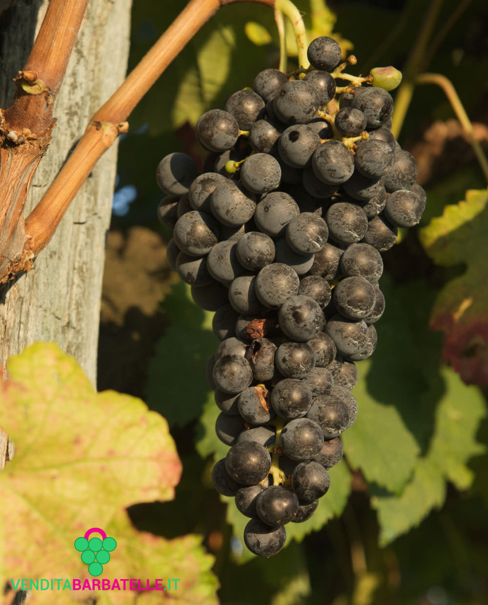 Petit Rouge Grape (Vitis vinifera) – Sweet and Compact Red Wine Grape Variety