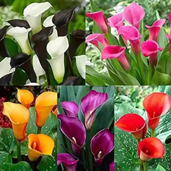 Mixed Calla Lily Flower Seeds for Planting - NON GMO Seeds Dhara Seeds