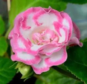 Pink White Gloxinia Flower Planting Seeds for Garden NON GMO Seeds Dhara Seeds