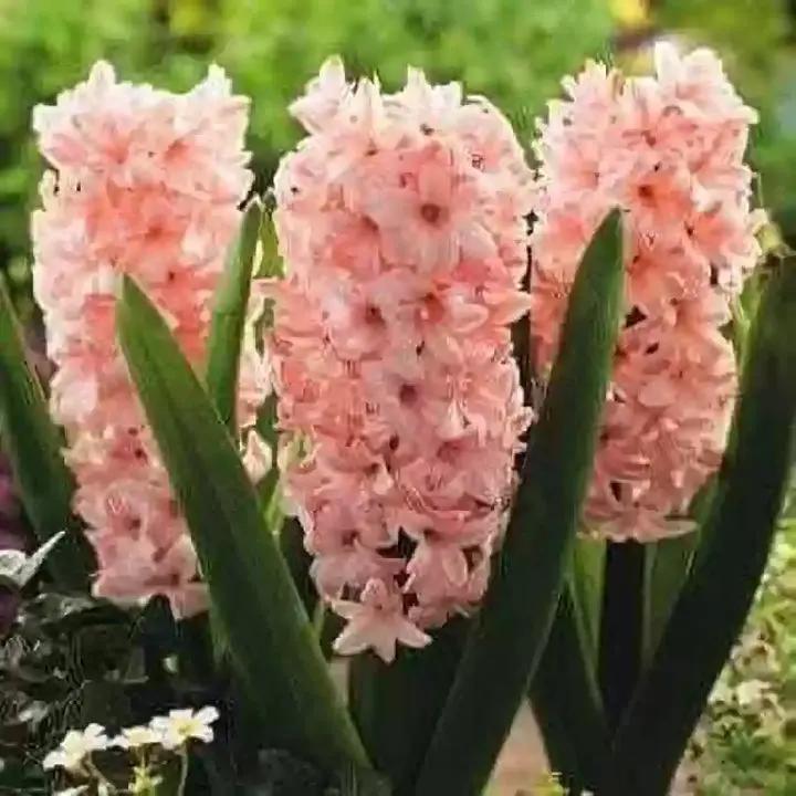 Baby Pink Hyacinth Flower Seeds for Planting - NON GMO Seeds Dhara Seeds
