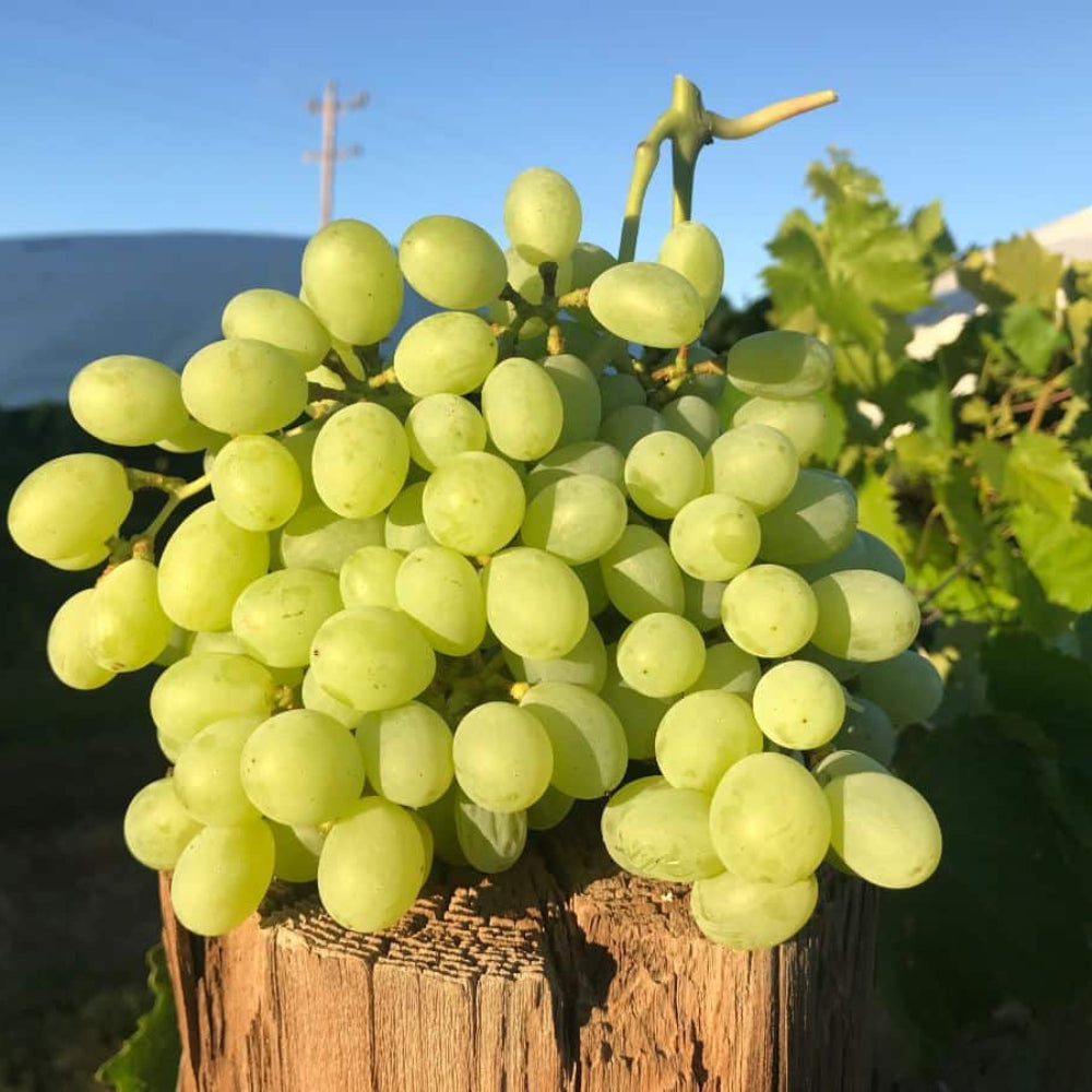 Golden Grapes Fruit Seeds for Planting - Sweet, Golden Grapes for Your Garden, Heirloom Seeds