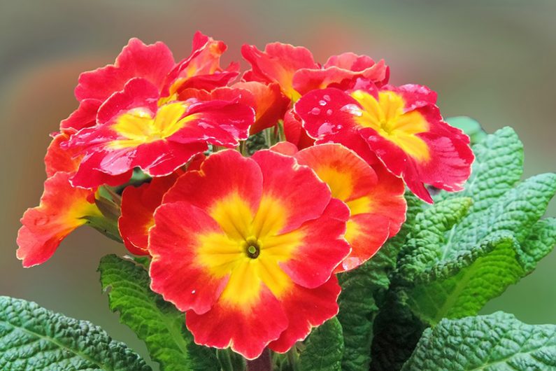 Scarlet Common Primrose Seeds – Deep Red Blooms for Spring Gardens
