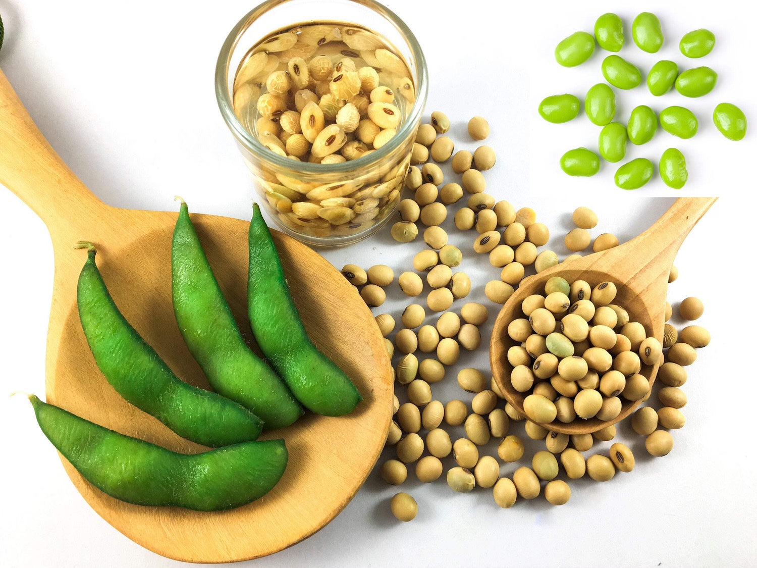Midori Star Edamame Soybean Seeds | High-Protein Tender Green Edamame – Heirloom, Non-GMO, High Germination Organic Garden Seeds