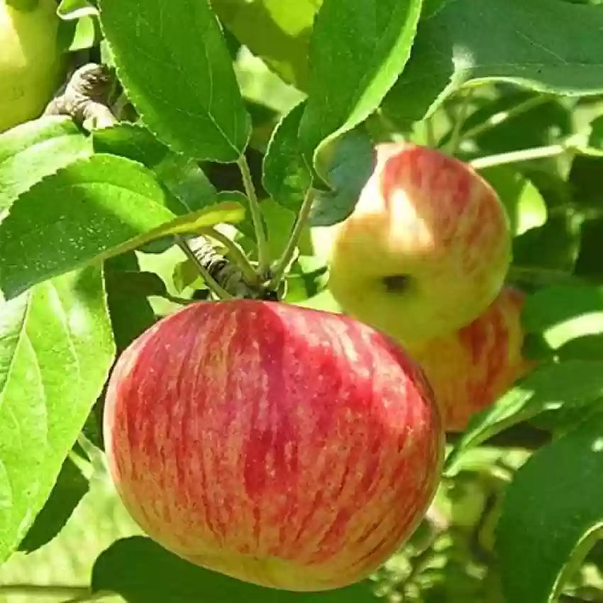 Apple Plant Seeds