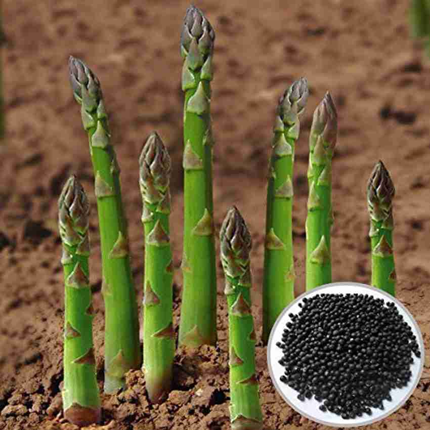 Asparagus Asparagus Officinalis Green Vegetable Seeds for Planting – Heirloom Variety for Kitchen Garden and Raised Beds