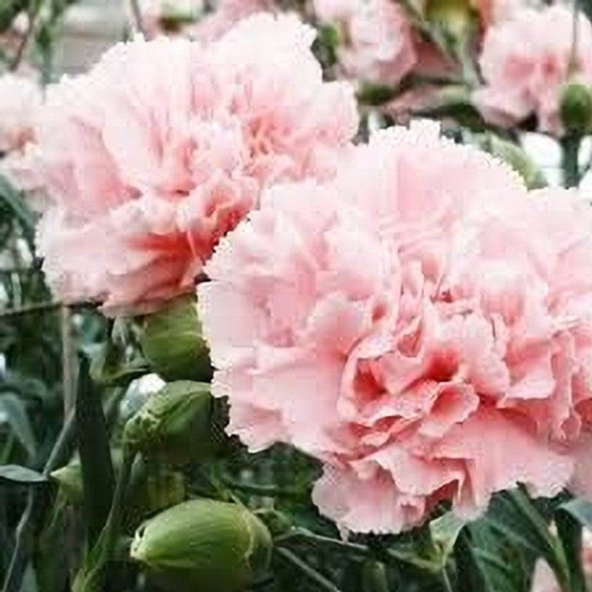 Carnation Dianthus Caryophyllus Rosa Flower Seeds for Planting