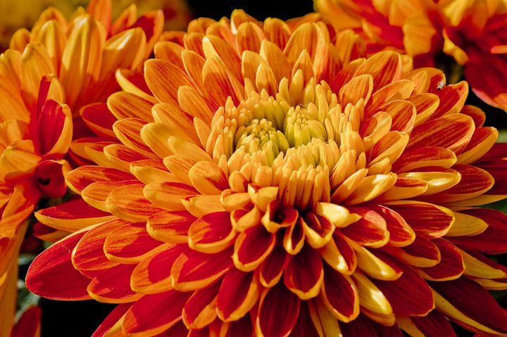 Deep Orange Chrysanthemum Flower Seeds for Planting - NON GMO Seeds