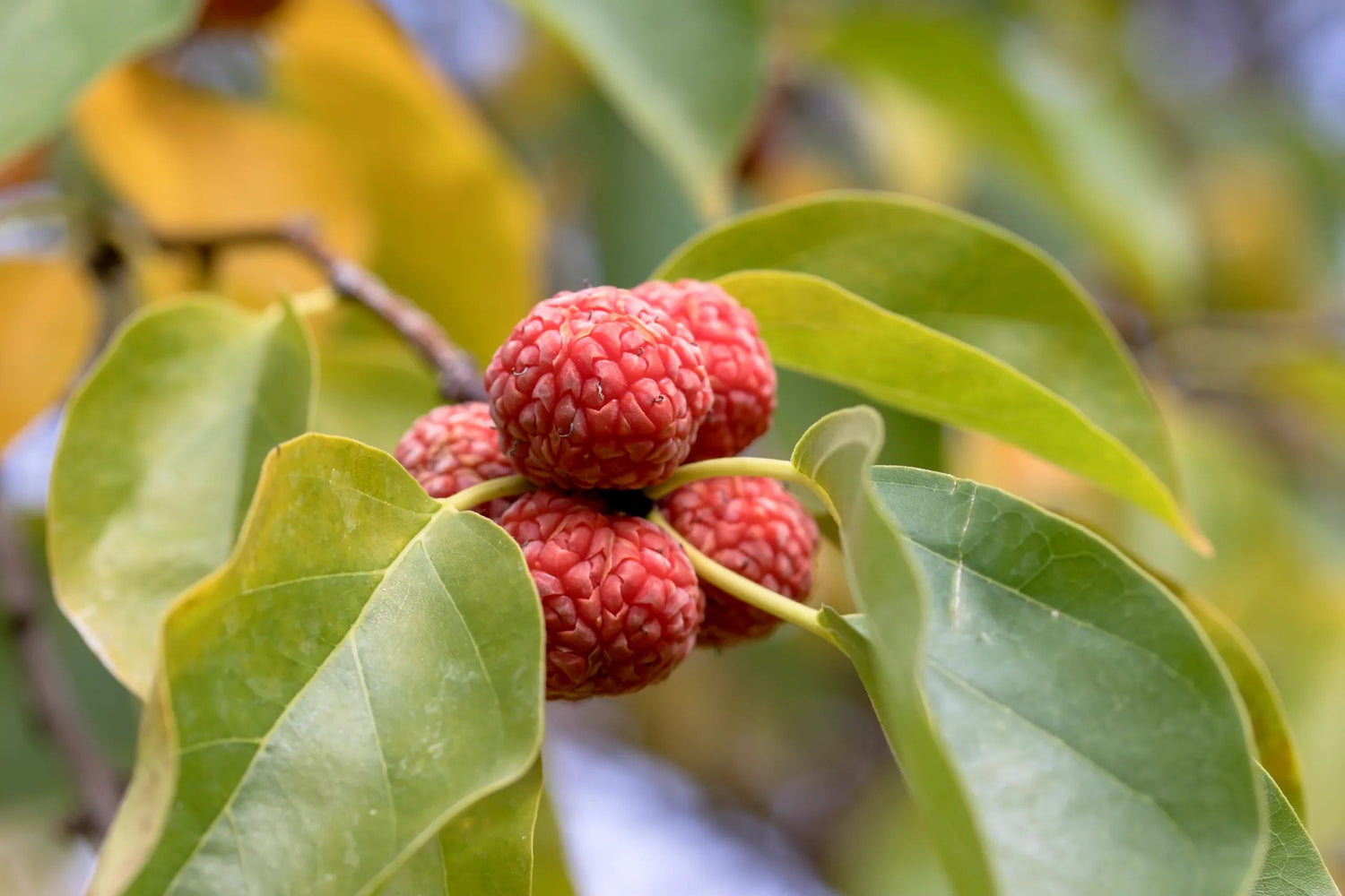 Zhe Fruit Seeds (Gynaephora / Common Name: Zhe Fruit)