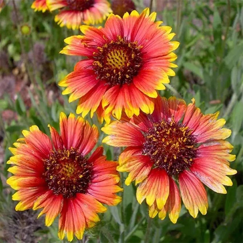 Yellow Red Aristata Flower Seeds for Planting - NON GMO Seeds for planting in home garden