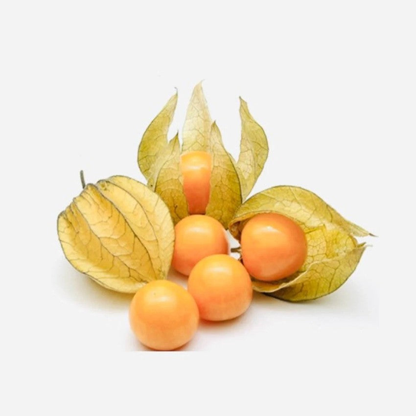 Physalis (Physalis peruviana) – Golden Berry, Inca Berry, or Cape Gooseberry