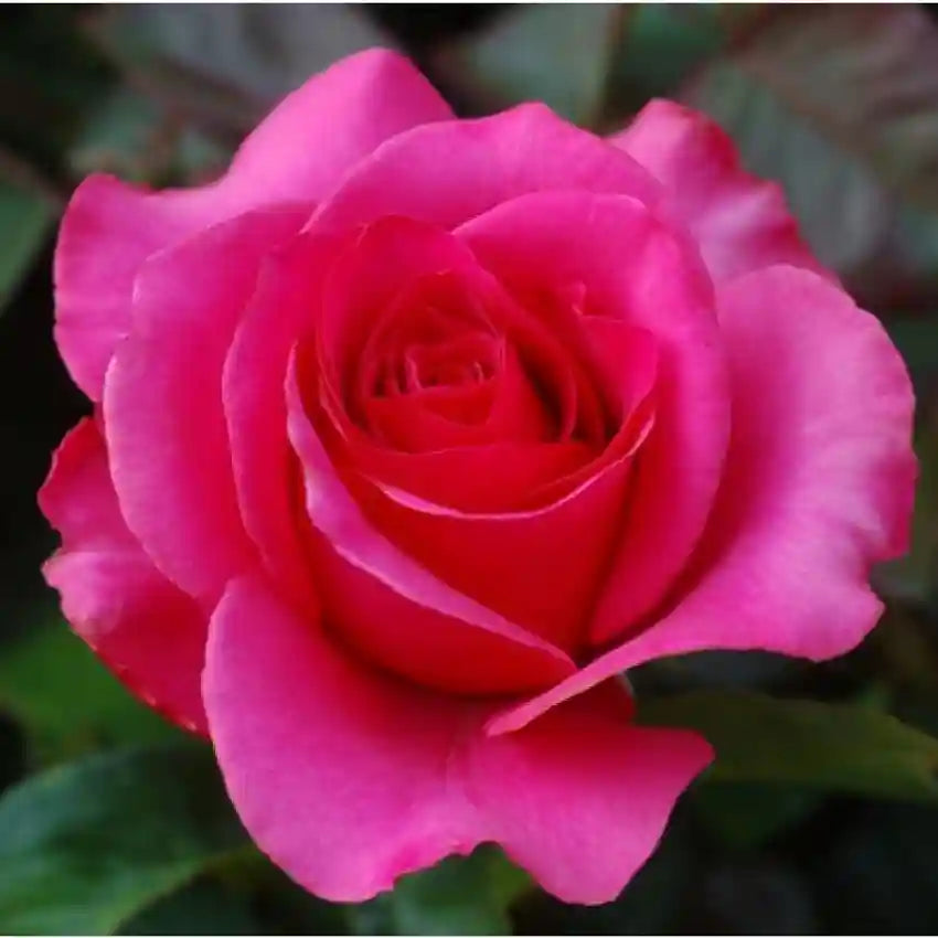 Red Pink Rose Flower Seeds for Planting - Heirloom, NON-GMO, Easy to Grow Garden Blooms