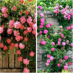 Climbing Flower Seeds for Planting - NON GMO Seeds Dhara Seeds