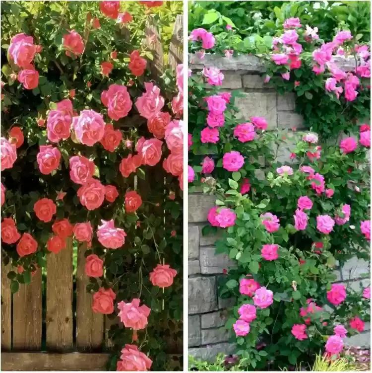 Climbing Flower Seeds for Planting - NON GMO Seeds Dhara Seeds