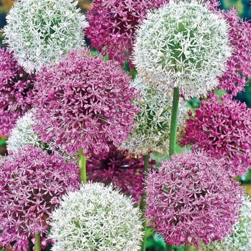 Allium Bulbs - Graceful Mix