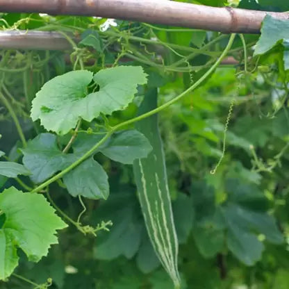 Snake gourd-Serpent