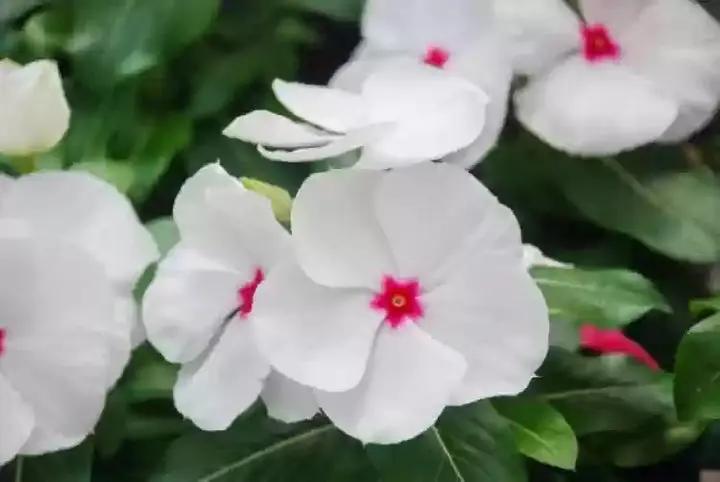 White Vinca Rosea Plant Seeds for Planting - Non-GMO Heirloom Garden Seeds for Growing Dhara Seeds