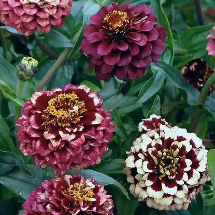 Zinnia Seeds - Aztec Mix