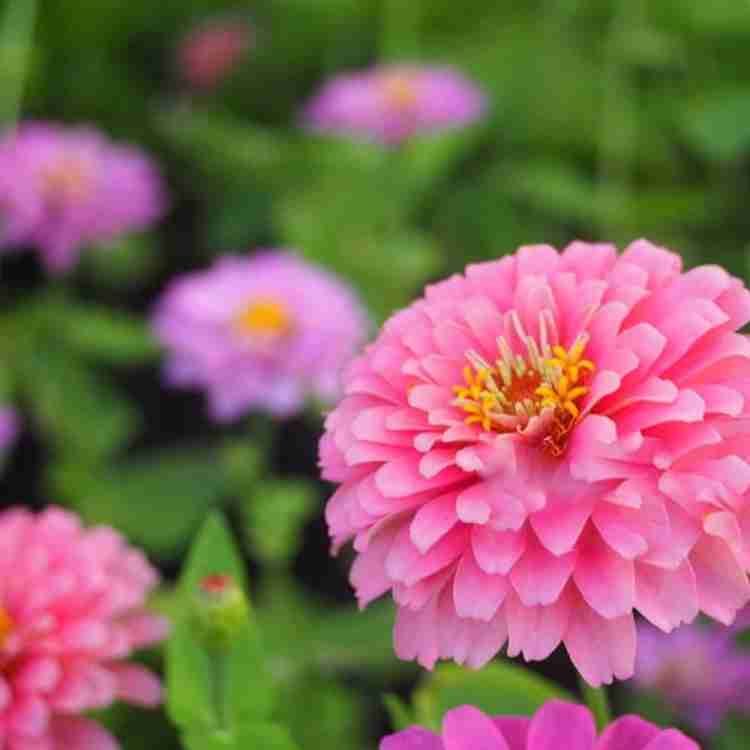 Zinnia Flower Seeds for Planting – Light Pink Blooms, Non-GMO, Heirloom Seeds for planting in your garden.