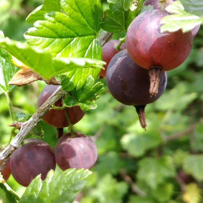 Brown Gooseberry Fruit Seeds for Planting - Natural and Rich in Vitamin C Fruit, Heirloom Seeds