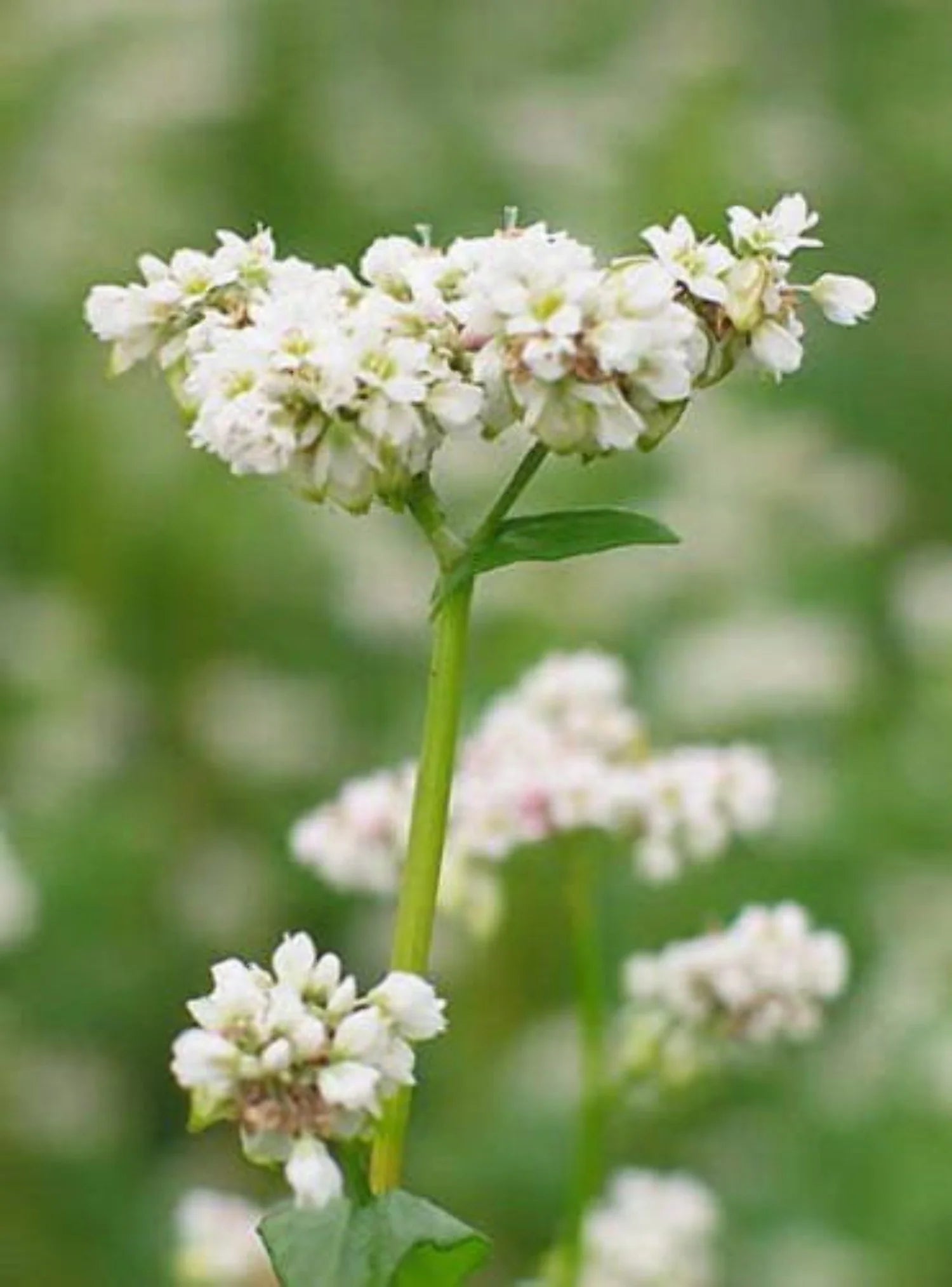 Organic Buckwheat Seeds