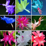 Mixed Zygocactus Truncatus Flower Seeds for Planting- Heirloom Seeds for Garden for planting in home garden