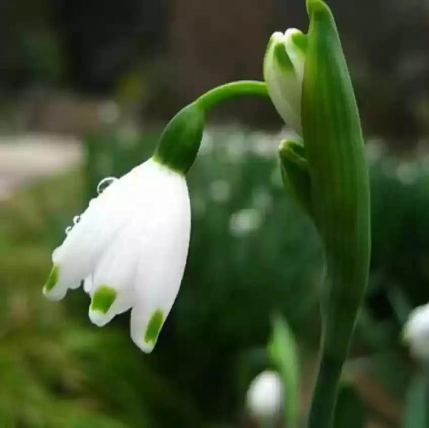 White Galanthus Nivalis Flower Seeds for Planting - NON GMO Seeds seeds for planting in home garden