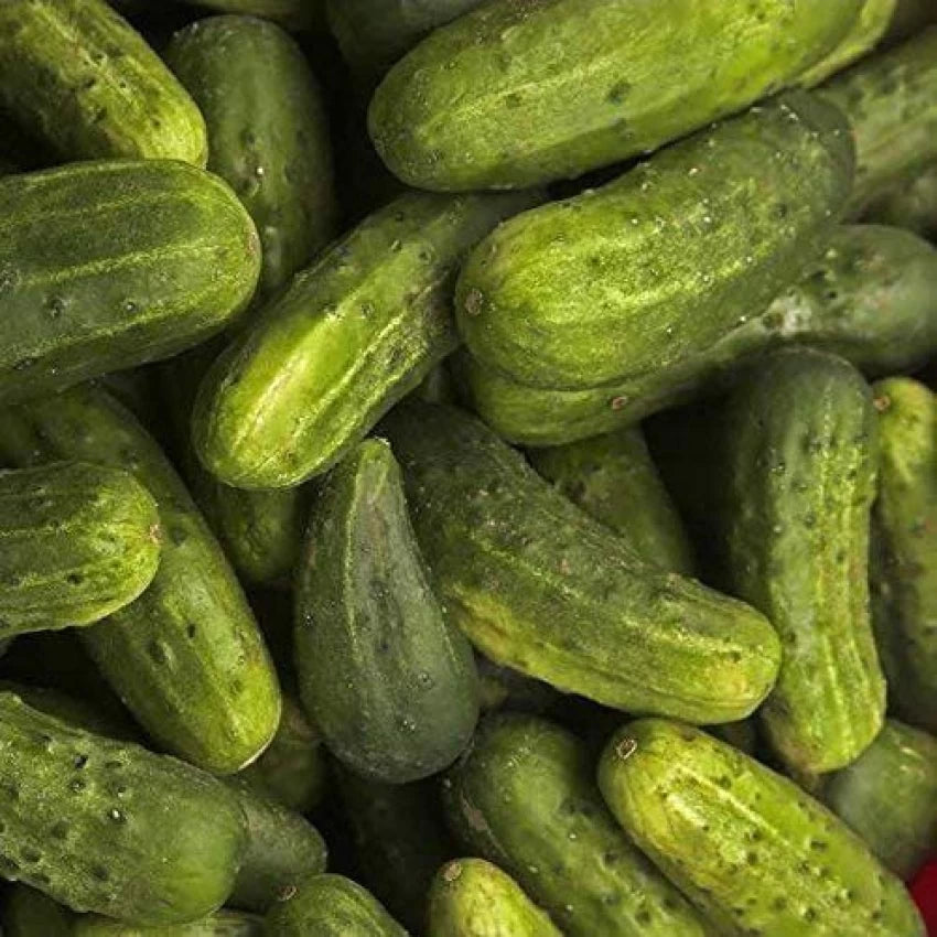 Cucumber Seeds (Pickling) - National Pickling