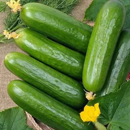 Cucumber Seeds - Ashley