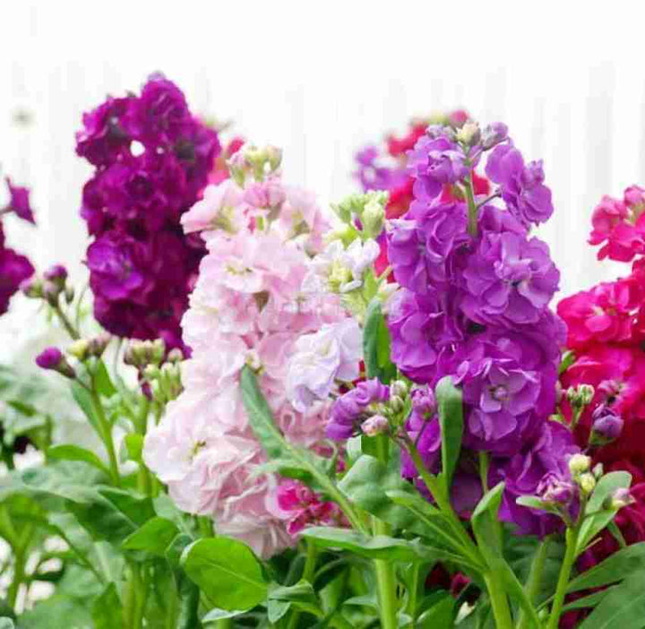 Mixed Matthiola Incana Flower Seeds – Heirloom Non-GMO Fragrant Blooms for Garden Planting