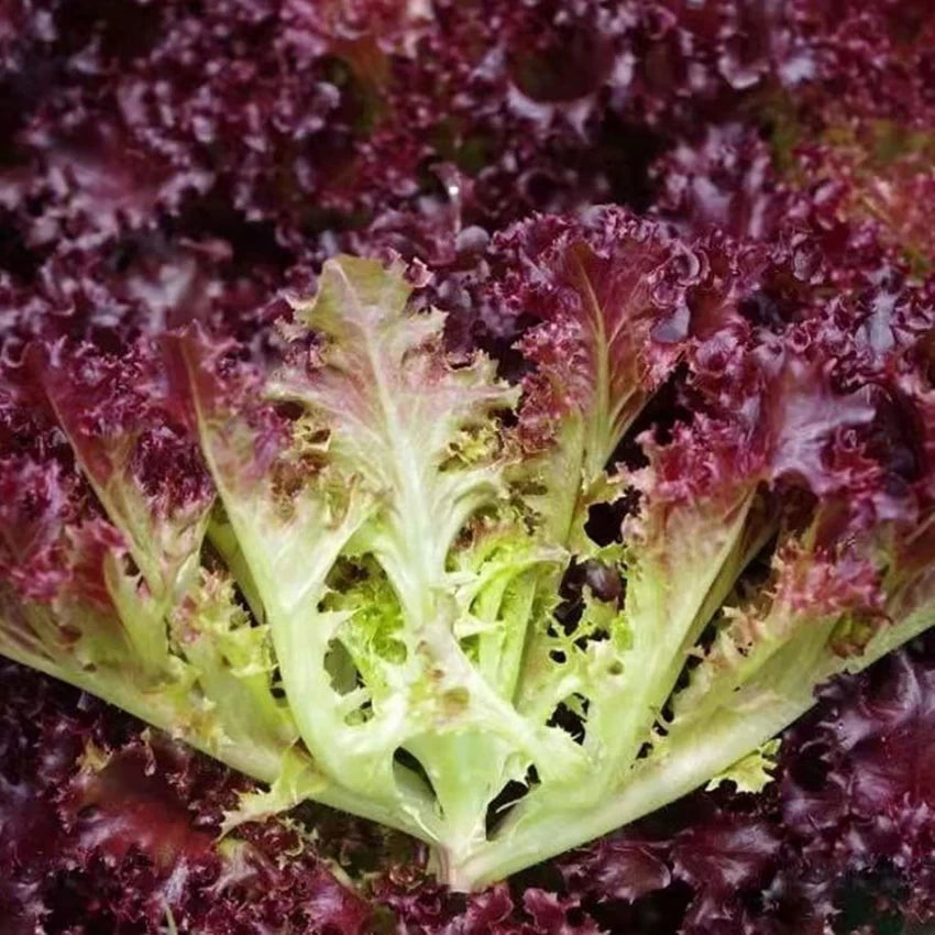 Lettuce Seeds (Organic) - Salad Bowl - Red