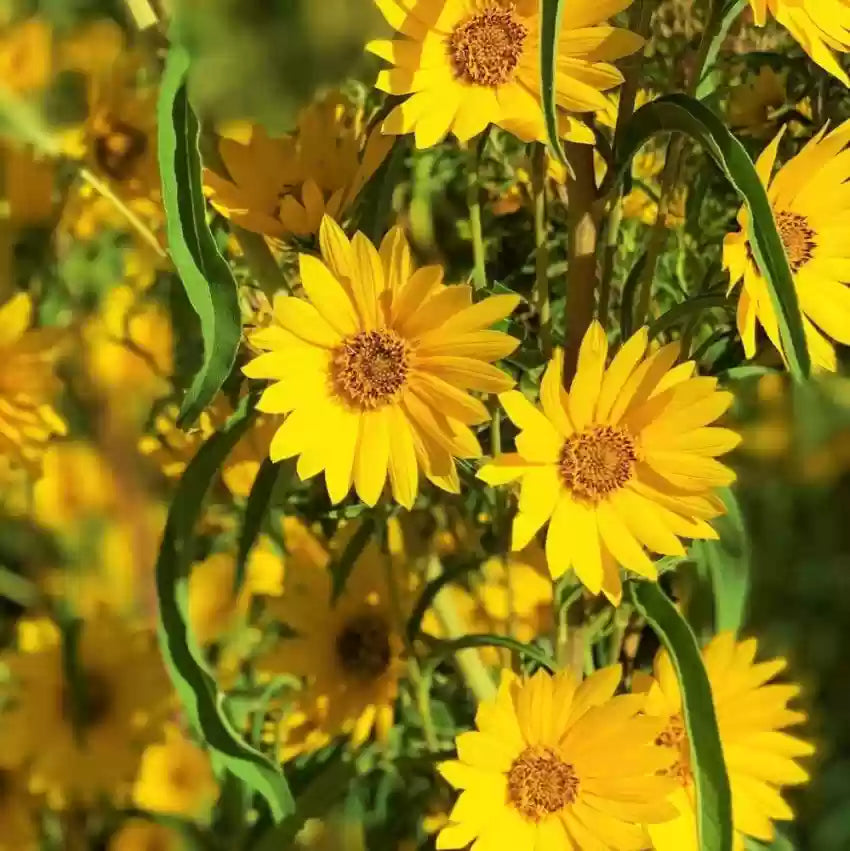 Yellow Maximilian Flower Seeds for Planting, Fresh, 100 seeds for planting in home garden