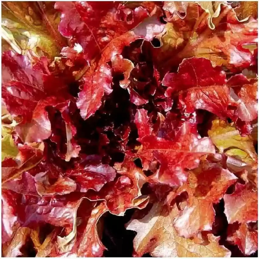 Lettuce Seeds (Organic) - Salad Bowl - Red