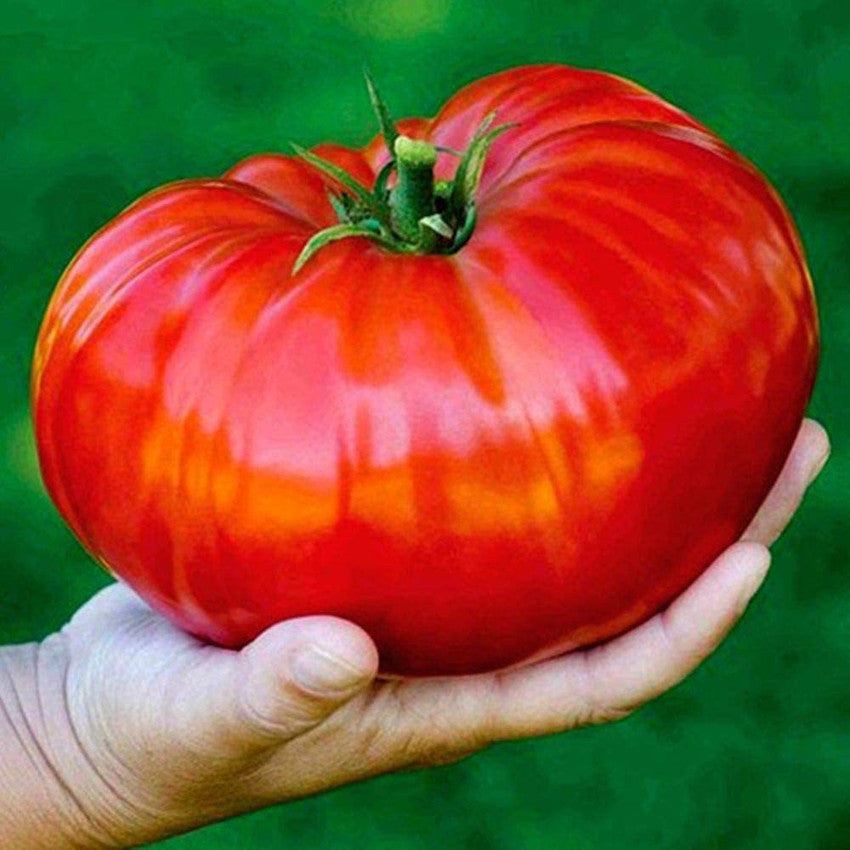 Tomato Solanum Lycopersicum Red Giant Vegetable Seeds for Planting – Large Fruit Variety for Backyard Garden and Slicing